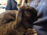 Hopsi (+2013)